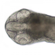 Illustration for article titled Stem Cell Researchers Just Figured Out How to Create New Embryos